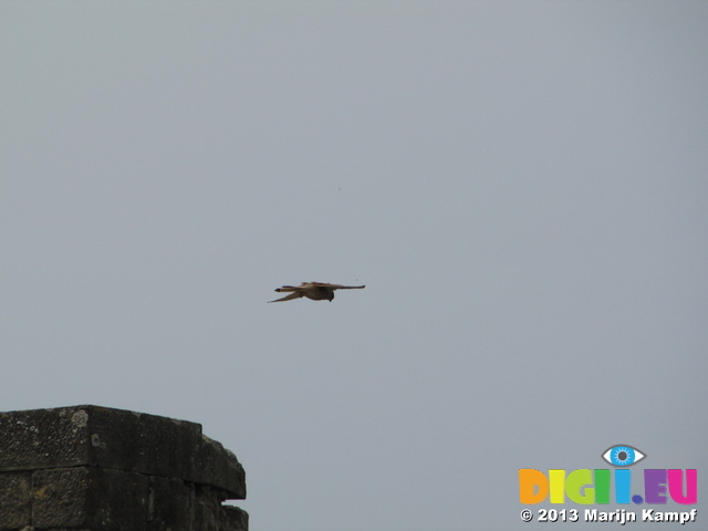 SX28414 Kestrel (Falco tinnunculus) over castle tower